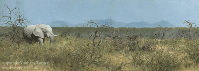 'Etosha White Elephant' - Oil Painting of an Elephant by Graham Turner