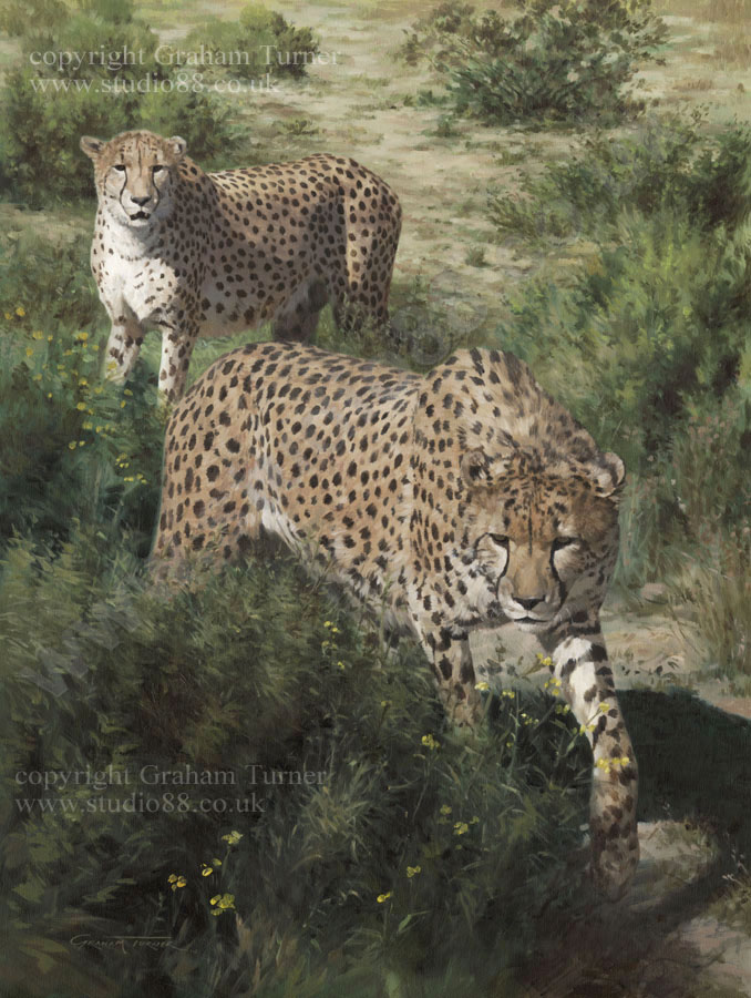 Cheetahs of N/aan ku s