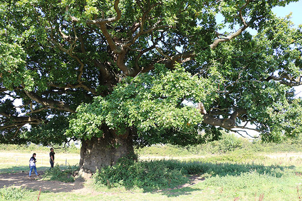 Nibley Green
