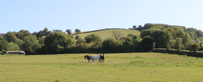 Nibley Green 2