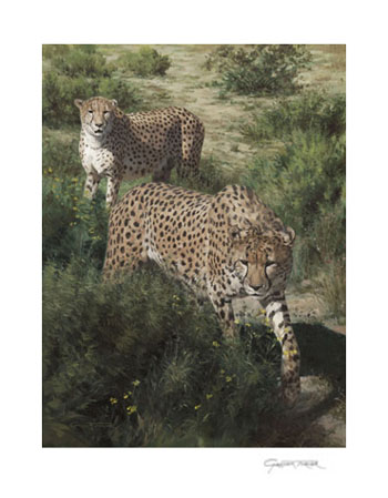 Gicle Print from Cheetah Painting by Graham Turner